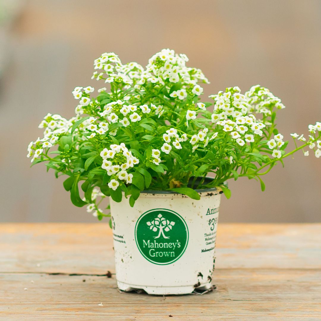 Alyssum – Clear Crystal White – 4″ Pot